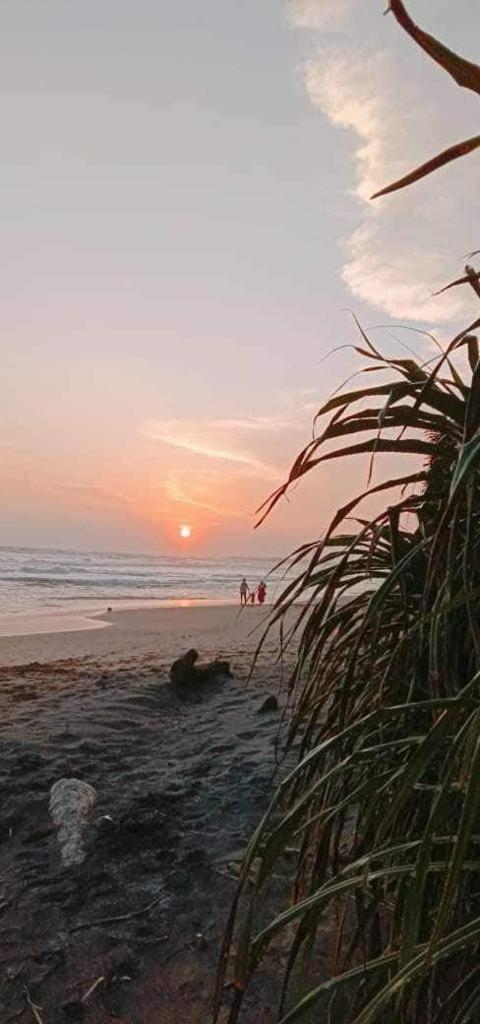 Lion Paradise Surf Beach Matara Exteriör bild